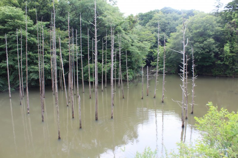 <p>A man made pond with some interesting trees growing out</p>