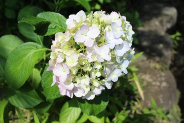 <p>One of the many flowers throughout the park</p>