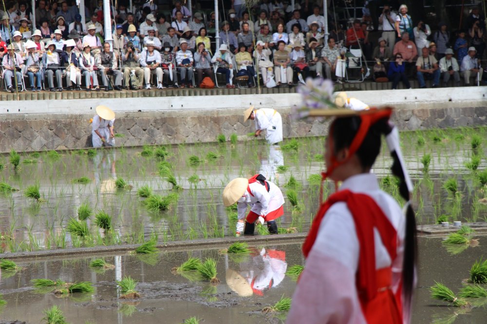 Les nombreux figurants attirent une foule venant notamment admirer les danseuses pendant que les paysans plantent le riz.