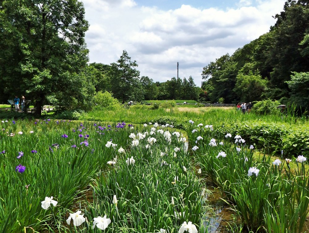 The best time to visit this section of Jindai Botanical Park is late May to mid-June when the irises are in full bloom.