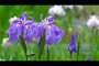 Padang Bunga Iris di Meiji Jingu