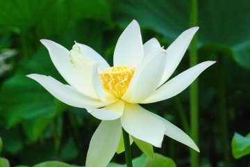 A pure white lotus flower