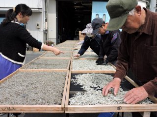 Workers turning tiny fish (shirasu) on trays so that they dry evenly