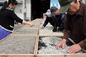 <p>Workers turning tiny fish (shirasu) on trays so that they dry evenly</p>