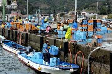 <p>Small boats bring wakame seaweed to the port &nbsp;</p>