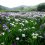 Bunga Iris di Danau Kagurame