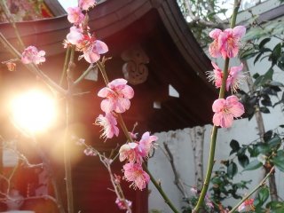 โคมไฟและดอกพลัมภายในบริเวณศาลเจ้า นิชิกิ เท็นแมนกุ