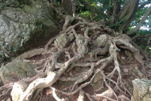 Nice Roots