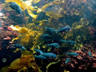 Kalau Anda bukan penggemar aktivitas menyelam, akuarium merupakan cara paling menakjubkan untuk menikmati dunia bawah laut yang misterius