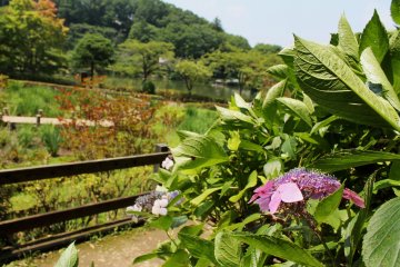 <p>The more colourful flowers begin to bloom in July</p>
