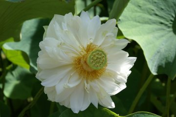 <p>A large white lotus in the lower half of the garden</p>