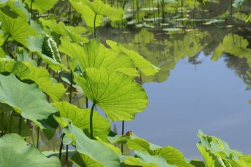 <p>Leafy lotus plants grow in the garden&#39;s meandering stream</p>