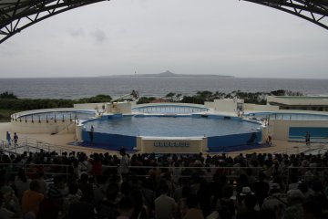 <p>During the dolphin show.&nbsp;</p>