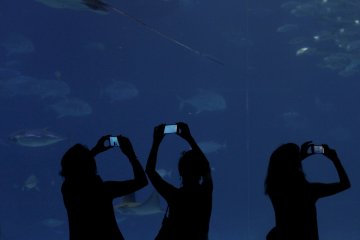 <p>Visitors take photographs of the fish, but selfie sticks are banned!&nbsp;</p>