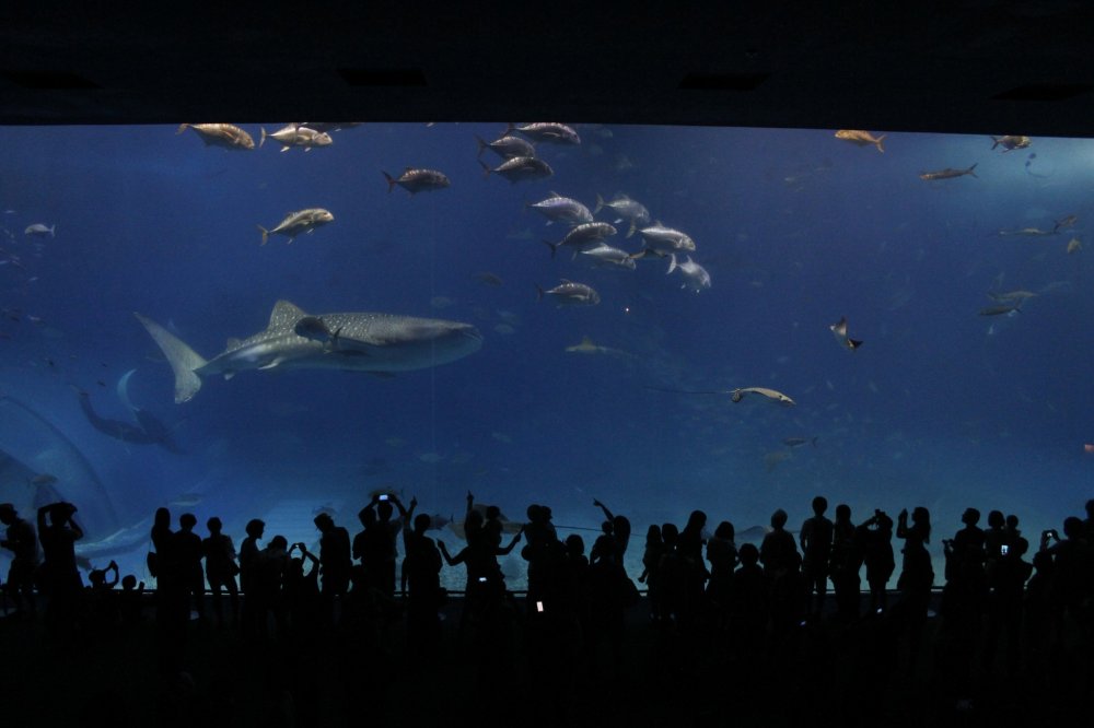 The large 115 foot wide tank which hosts many different species of marine life.&nbsp;