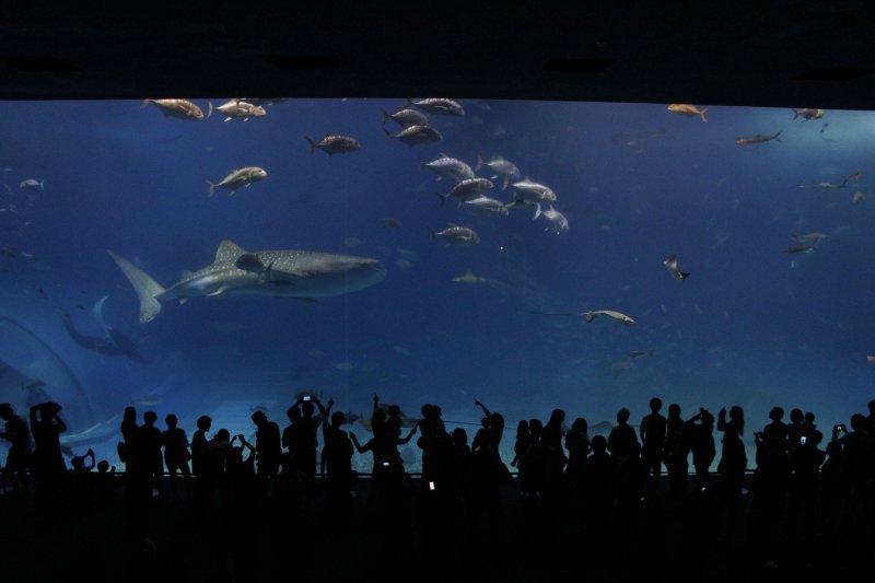 <p>В огромном, шириной в 115 футов, бассейне обитают различные виды морских животных</p>