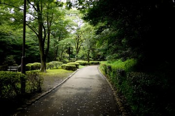 <p>Paths lead the visitor through the trees</p>