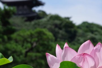 <p>สวน Sankei-en คือหนึ่งในสวนที่น่าหลงไหลที่สุดในโยโกฮาม่า&nbsp;</p>