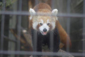 <p>An amazing red panda.</p>