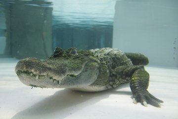 <p>One of the large&nbsp;alligators.</p>
