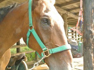 This is the horse I rode, Julia. I love her big, beautiful eyes.