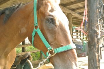 <p>Джулия, лошадь, с которой мы гуляли. Мне очень нравятся большие красивые глаза.</p>