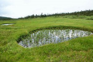 The marsh boasts numerous alpine plants that bloom in the summer&nbsp;