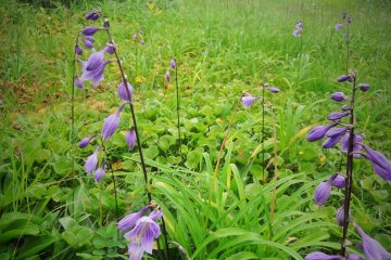 <p>August is a good time to catch several species of wildflowers in bloom</p>