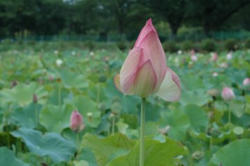 <p>Catch these lotus flowers open in the early morning. They&#39;re still beautiful even when closed.&nbsp;</p>