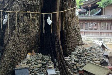 <p>Little shrines making their home around the sacred camphor tree</p>