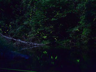 Fireflies winking around the brooks (May-June)