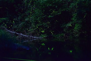 <p>Fireflies winking around the brooks (May-June)</p>
