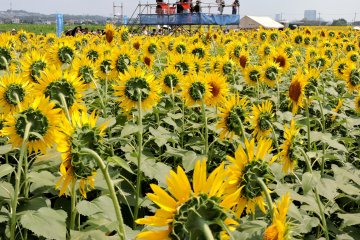 <p>A raised platform provides a view over the sunflower fields</p>
