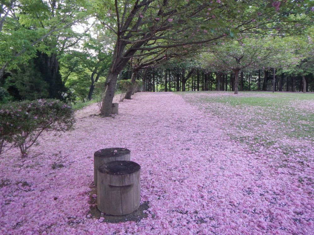 Le parc de Shiroyama a des allures de paradis pendant le printemps