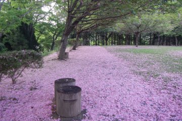 สวน Shiroyama เปลี่ยนโฉมเป็นสวรรค์ดอกเม้ในฤดูใบไม้ผลิ