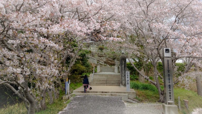 <p>The entrance of the temple is decorated with cherry blossoms in April (14th temple)</p>
