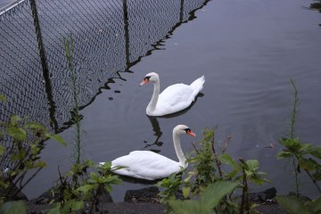 <p>Лебеди подплыли очень близко</p>