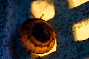 A snail on a lampshade