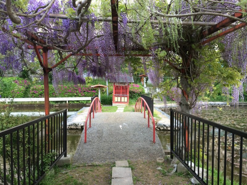 ดอกวิสทีเรียสามารถมองเห็นได้ในภาพศิลปะของญี่ปุ่น สวนแห่งนี้ตั้งอยู่ที่เมืองโซะสะ ในชิบะ