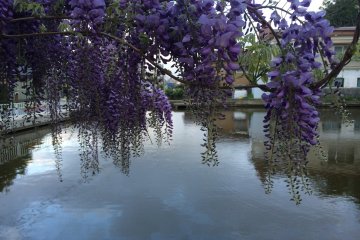 <p>A small part in Sosa City, Chiba, has Wisteria every spring.</p>