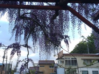 Spring time is perfect to view Wisteria.