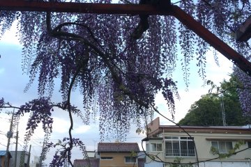 <p>Spring time is perfect to view Wisteria.</p>