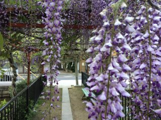 Wisteria blooms in May, usually, in Japan.