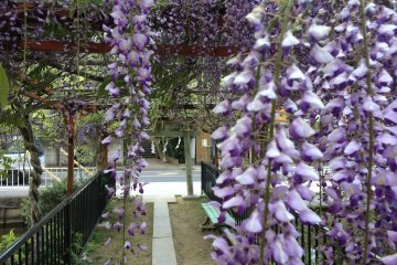 <p>Wisteria blooms in May, usually, in Japan.</p>
