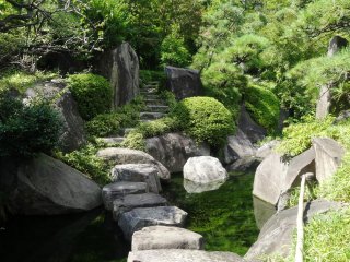 Большие карпы (кои) часто вертятся между камней