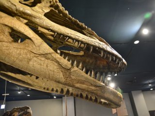 Detail dari kerangka kepala Tyrannosaurus Rex