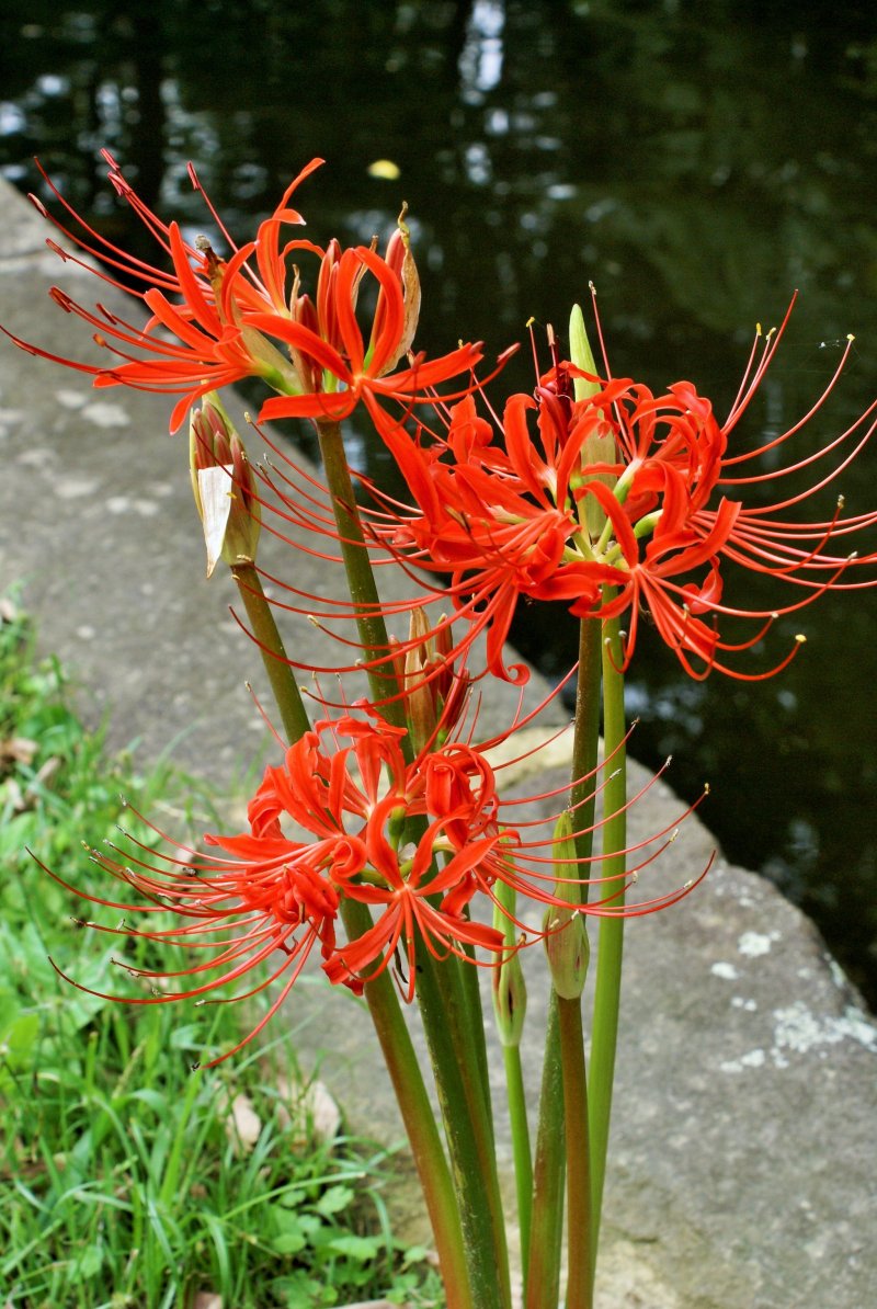 Эти цветы также известны как хиганбана