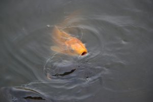 The golden carp stands out against the black ones in the muddy water