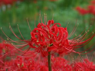 Close up of the spider lily.
