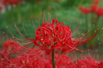 <p>Close up of the spider lily.</p>